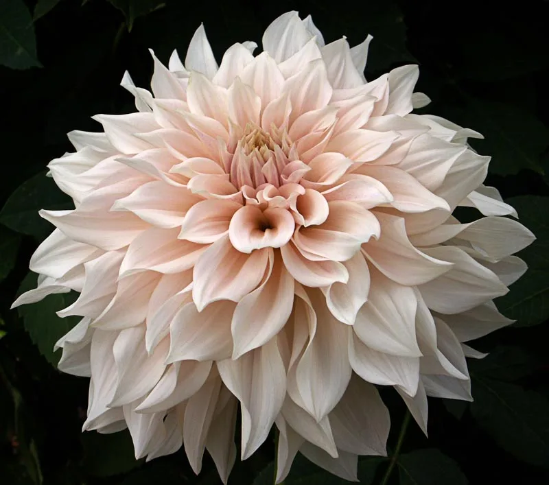 Café au Lait Dahlia — ‘Café au Lait’ dahlia