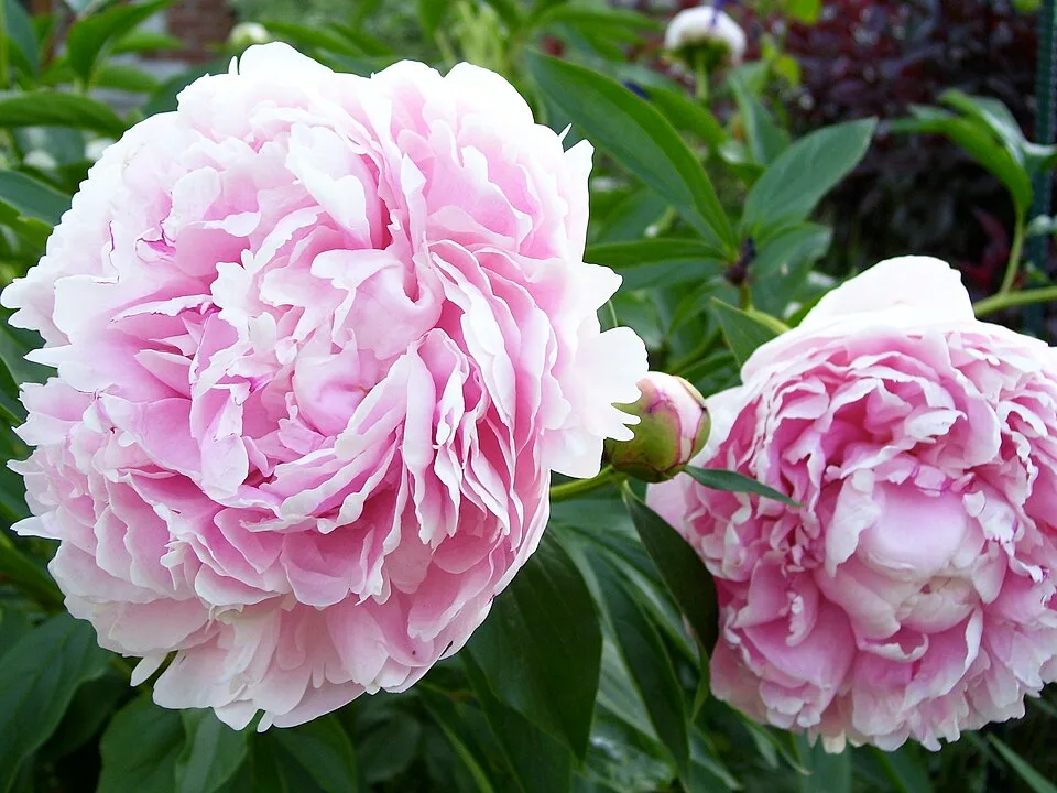 Sarah Bernhardt Peony — Paeonia lactiflora 'Sarah Bernhardt