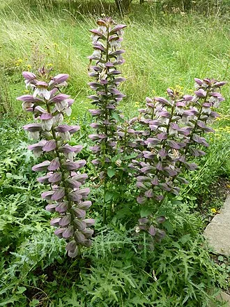 Spiny Bear's Breeches — botanical reference