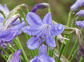 Agapanthus — botanical reference