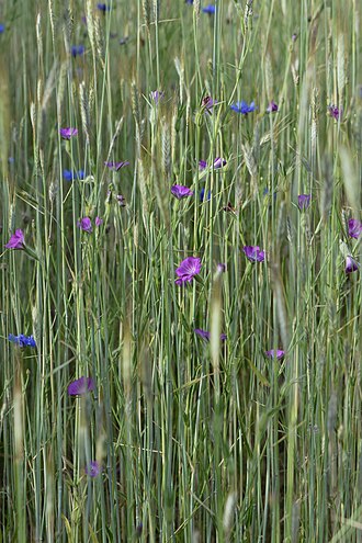 Agrostemma — botanical reference