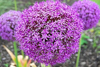 Allium — botanical reference