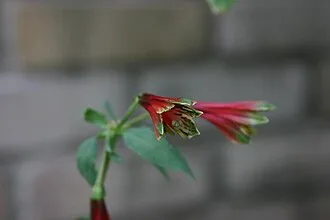 Parrot Lily — botanical reference