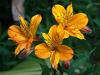Alstroemeria — botanical reference
