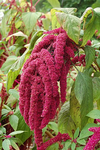 Amaranthus — botanical reference