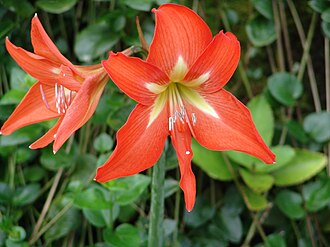 Amaryllis — botanical reference
