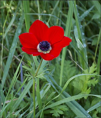 Anemone — botanical reference
