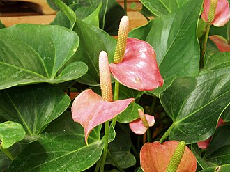 Anthurium — botanical reference