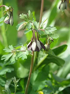 Green Columbine — botanical reference