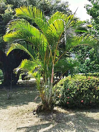 Areca Palm — botanical reference