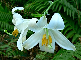 Asiatic Lily — botanical reference