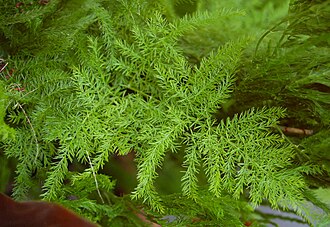 Asparagus Fern — botanical reference