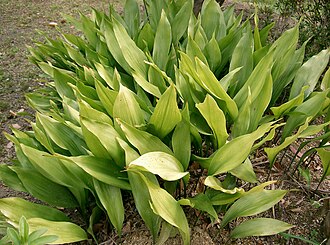 Aspidistra — botanical reference