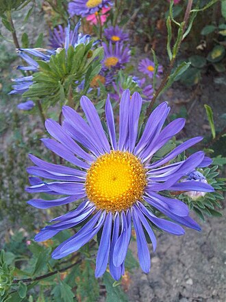 Aster — botanical reference
