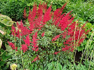 Astilbe — botanical reference
