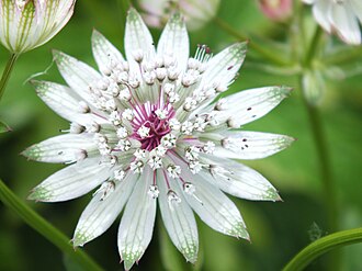 Astrantia — botanical reference