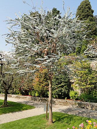 Baby Blue Eucalyptus — botanical reference