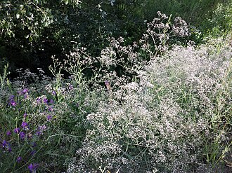 Baby's Breath — botanical reference