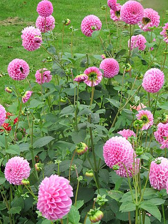 Ball Dahlia — botanical reference