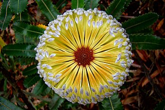 Banksia — botanical reference