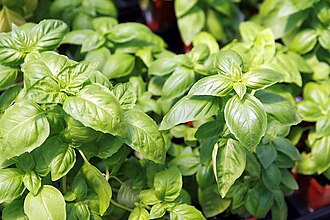 Basil — botanical reference