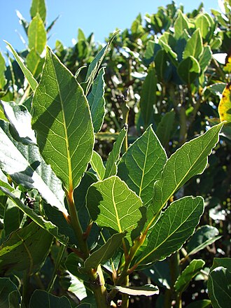 Bay Laurel — botanical reference