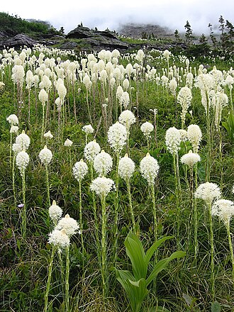 Bear Grass — botanical reference
