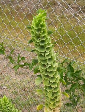 Bells of Ireland — botanical reference