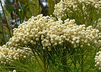 Berzelia — botanical reference