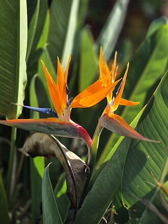 Bird of Paradise — botanical reference
