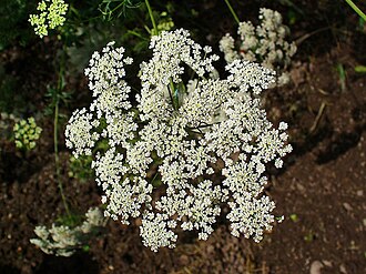 Bishop's Flower — botanical reference