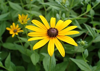 Black-eyed Susan — botanical reference