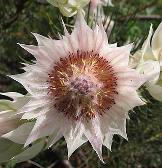 Blushing Bride — botanical reference