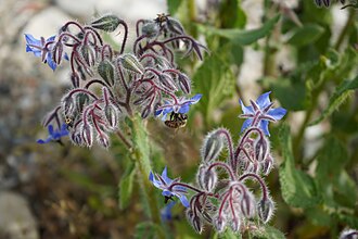 Borage — botanical reference