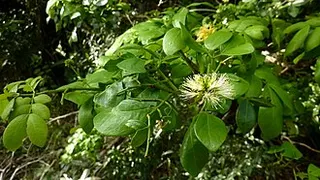 Abarema cochliocarpos — botanical reference