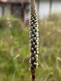 Aa leucantha — botanical reference