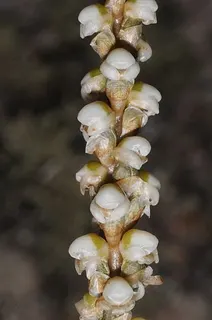Aa achalensis — botanical reference