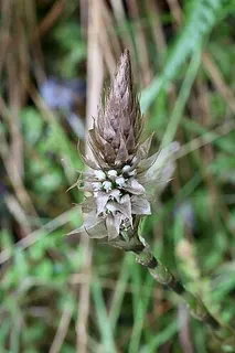 Aa maderoi — botanical reference