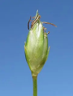 Abildgaardia ovata — botanical reference