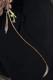 Aa matthewsii — botanical reference