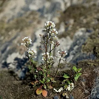 Abdra brachycarpa — botanical reference