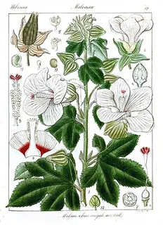 Abelmoschus angulosus — botanical reference