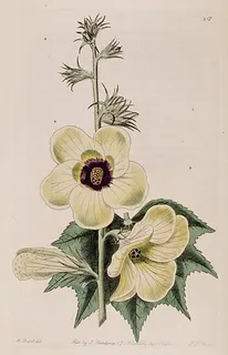 Abelmoschus crinitus — botanical reference