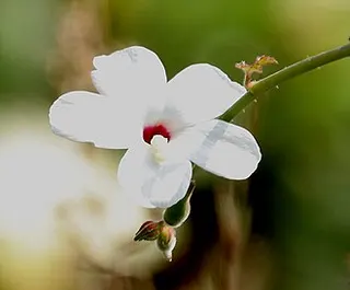 Abelmoschus ficulneus — botanical reference