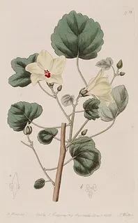 Abelmoschus hostilis — botanical reference