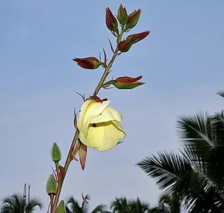 Abelmoschus manihot — botanical reference