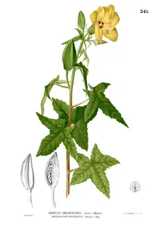 Abelmoschus moschatus — botanical reference