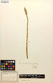 Aa paleacea — botanical reference