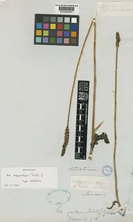 Aa argyrolepis — botanical reference