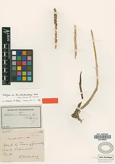Aa schickendanzii — botanical reference